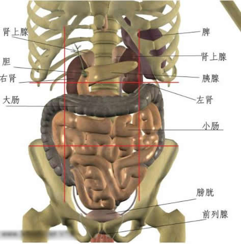 左腹部疼痛的可能病因：分析对应内脏器官位置判断病因