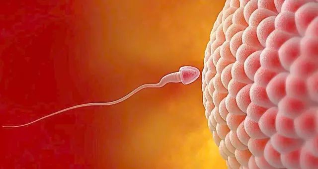 排卵期同房怎么提高受孕几率