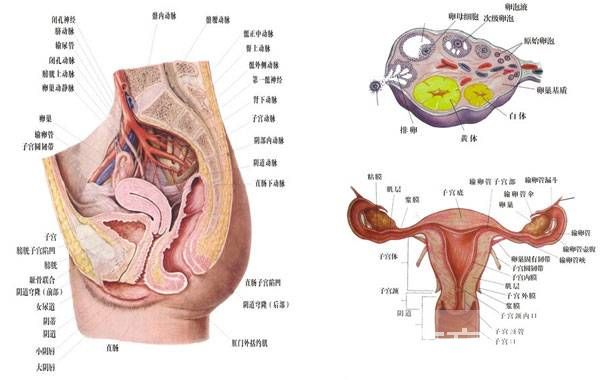 女性阴道生殖器构造图片 女性的阴道到底有多深
