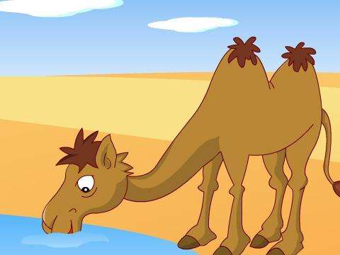 小骆驼：胜利靠自己的胎教故事