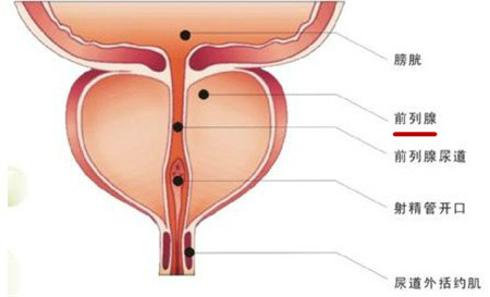 男性前列腺在什么位置图片