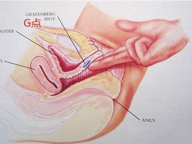 女性生理结构 如何找到女人G点刺激阴蒂高潮