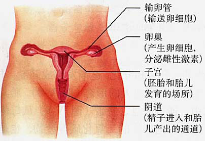 美女的阴道：图解健康的女性私处长啥样（图）