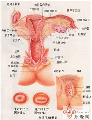 生理知识，女性生理结构解剖图与分析