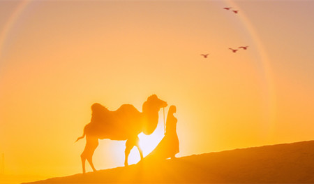 孕晚期胎教故事文字版：想长角的骆驼