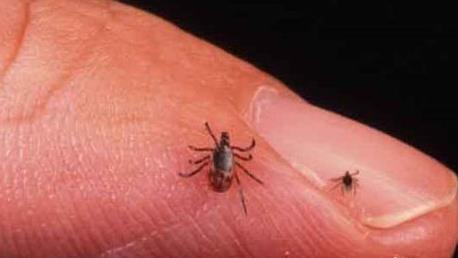 蜱虫图片：家里有蜱虫不小心被咬了怎么办