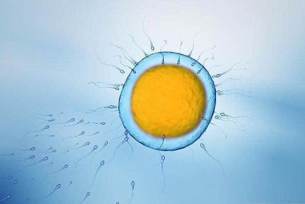 女人一生能排多少个卵子？共有多少次受孕机会？