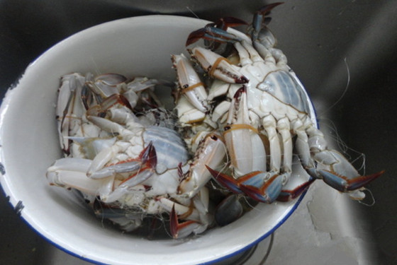 螃蟹的蒸法 为你支招怎么蒸螃蟹简单又好吃