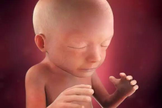 怀孕1一40周真人过程图 孕期胎儿发育对比图片