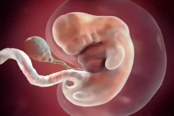 怀孕1一40周真人过程图 孕期胎儿发育对比图片