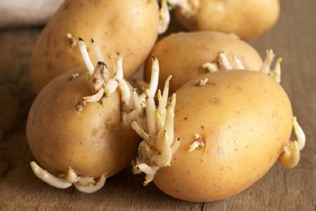 土豆发芽了还能吃吗?吃了发芽的土豆是否会中毒