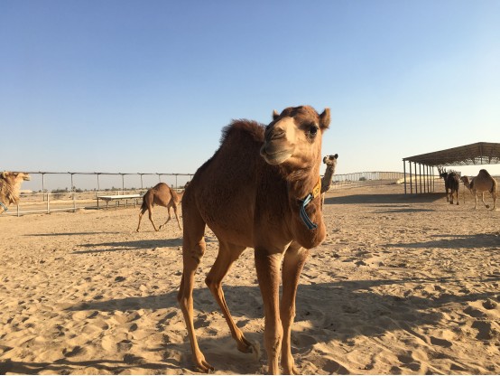 骆驼与疾病的预防和治疗
