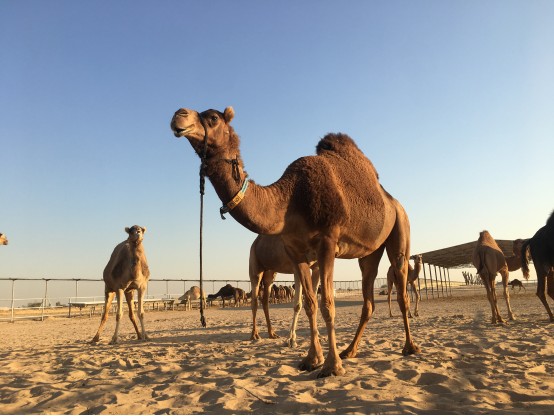 骆驼与疾病的预防和治疗