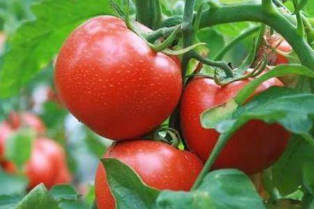 西红柿营养价值有多高 孕妇吃西红柿对胎儿有什么好处