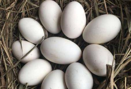 孕妇吃鹅蛋的四个好处 鹅蛋最佳吃法注意事项
