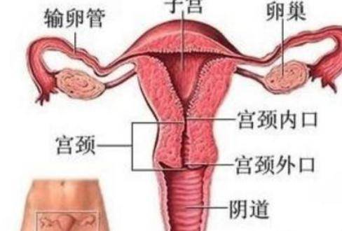 影响女性受孕的4个因素，宫颈口太小会影响怀孕吗？