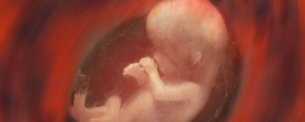 什么是胎心 胎心会在什么时候出现