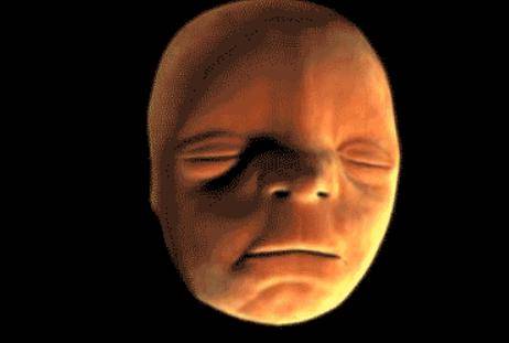 胚胎发育过程是什么样 胎儿几个月成形