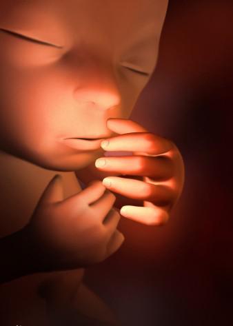 超详细的各阶段胎儿发育图,原来肚子里的宝宝是这样