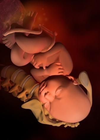 超详细的各阶段胎儿发育图,原来肚子里的宝宝是这样