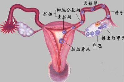 输卵管堵塞的症状：女性4大症状说明输卵管堵塞