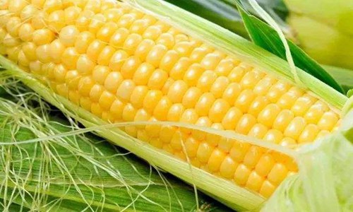 玉米减肥吗 玉米到底能不能减肥呢？