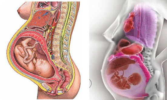 怀孕1一9月内脏变化图（动态演示）