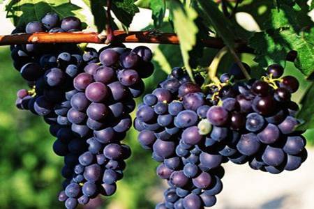 吃葡萄的六大好处 吃葡萄对于女性的功效以及作用