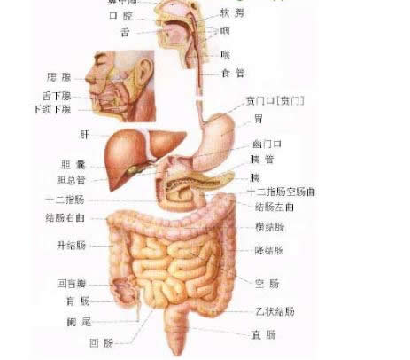 人体器官结构图五脏六腑肾的位置结构分布图及解说