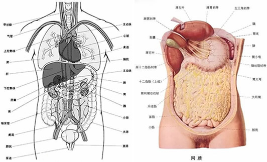 人体器官结构图五脏六腑肾的位置结构分布图及解说