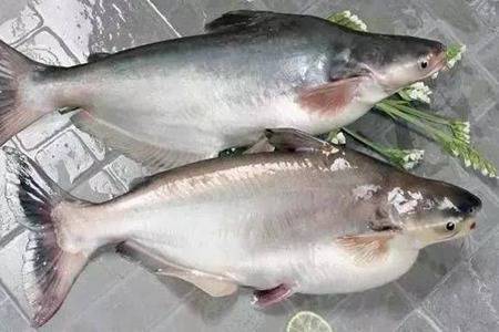 巴沙鱼是什么鱼能吃吗 吃巴沙鱼会有什么危害和副作用