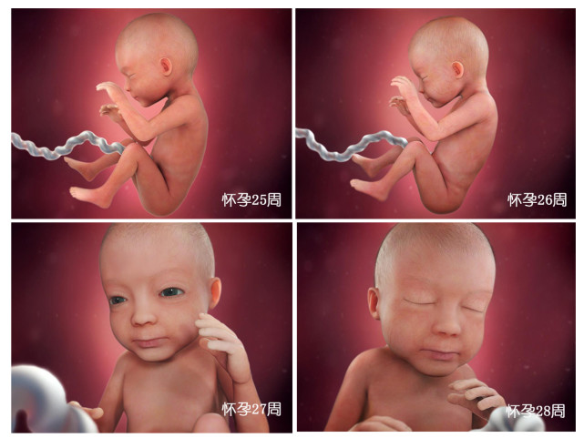 胎儿40周变身记：从0.5厘米受精卵到50厘米宝宝,过程很神奇