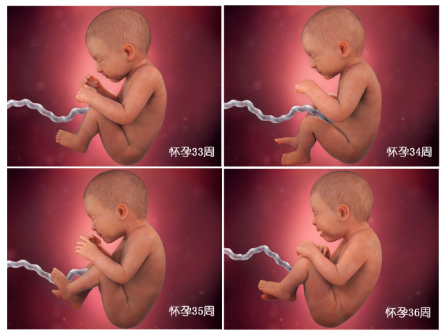 胎儿40周变身记：从0.5厘米受精卵到50厘米宝宝,过程很神奇
