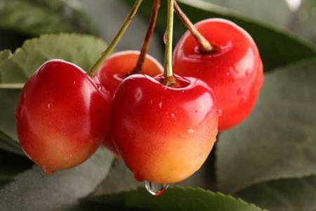 尿酸高吃什么水果最好最降得快？尿酸最怕的三种水果