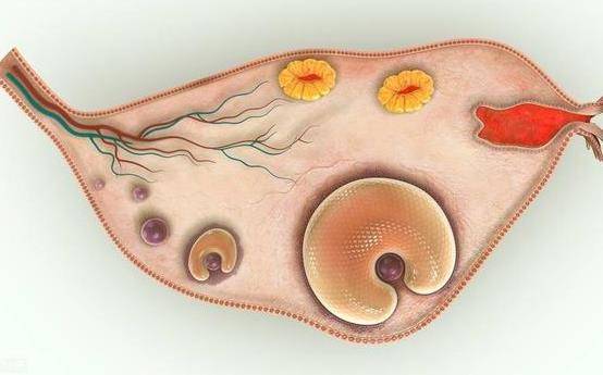 多囊卵巢综合症有什么症状表现 患有多囊卵巢可以受孕吗