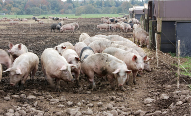 景德镇一养猪场大批死猪致污染