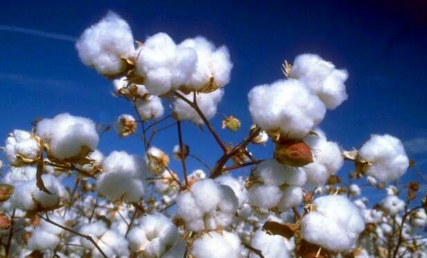 新疆棉花中国自己还不够用