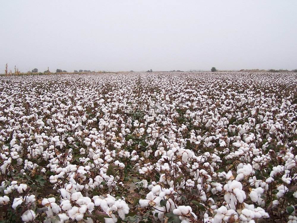 为什么美国禁止用新疆棉花