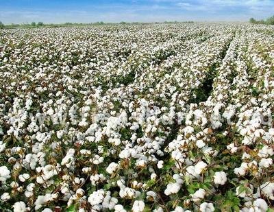 为什么美国禁止用新疆棉花