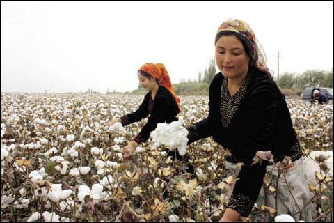 新疆棉花怎么了