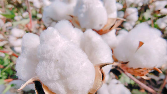 关于新疆棉花的6个事实