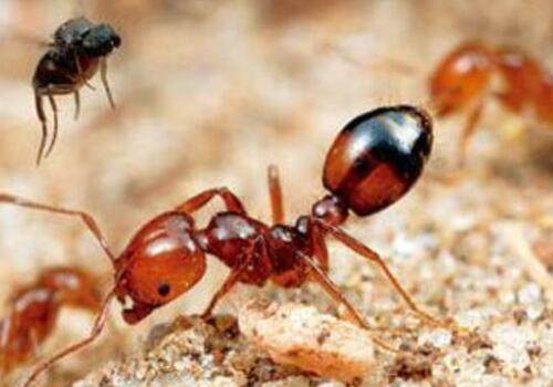 红火蚁入侵12省份 专家:遇到快跑