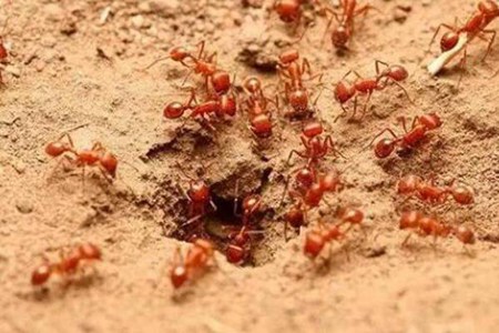 村民被红火蚁咬后休克,春季红火蚁咬伤怎么处理？