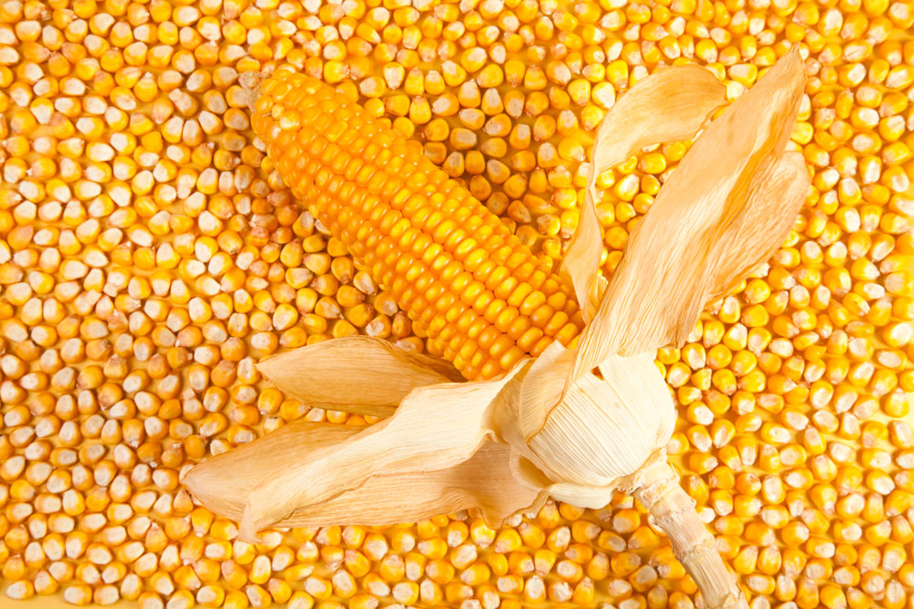 玉米价格创历史新高
