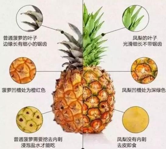 凤梨和菠萝的区别-菠萝上火吗？