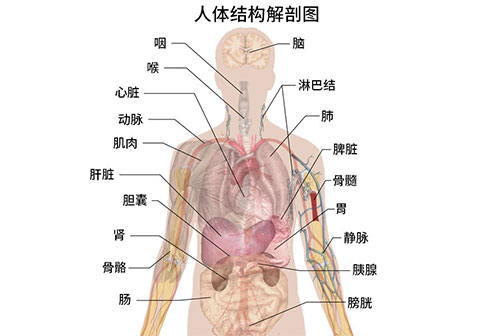 人体图五脏的位置图分布图(人体结构解剖图)