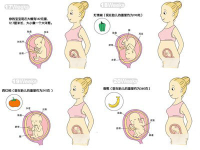 【5月胎儿发育】5月胎儿发育标准值_怀孕5月胎儿发育情况