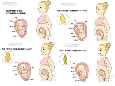 【6月胎儿发育】6月胎儿发育情况_6月胎儿发育指标