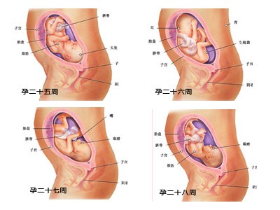 【7月胎儿发育】孕期7月胎儿发育情况_怀孕7月胎儿发育情况