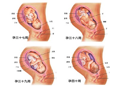 【10月胎儿发育】胎儿发育情况_胎儿发育过程